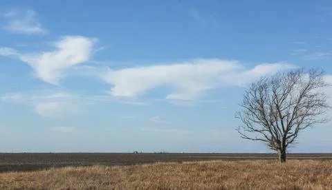 A dead tree alone in a open field Stock Photos