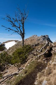 Dead tree on alpine mountain trail in early spring with visible patches of sn Stock Photos