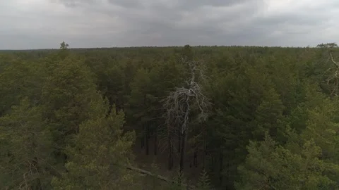 Dead tree among the forest. Siberia. Aerial view Stock Footage 281075674
