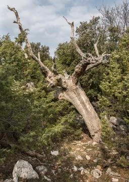A dead tree among juniper bushes in Croatia Stock Photos