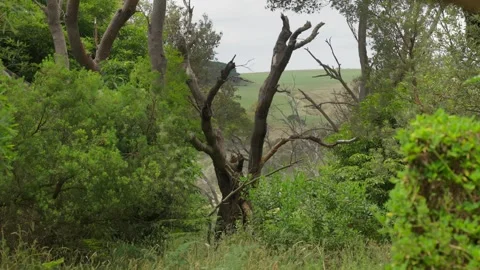 Dead tree amongst forest Stock Footage 295079935