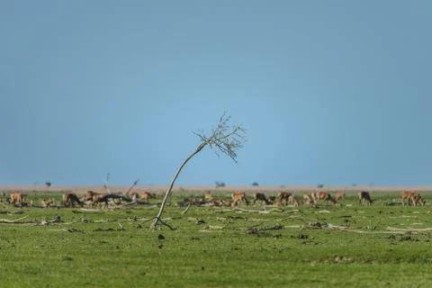 Dead tree and branches surrounding deer at Oostvaardersplassen nature reserve Stock Photos