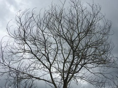 Dead tree and the dark sky Foto stock