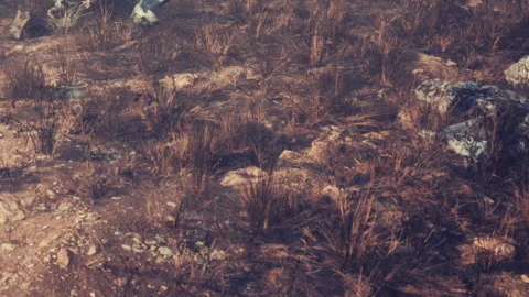 Dead tree and dry grass in a barren landscape at twilight Stock Footage 340987098