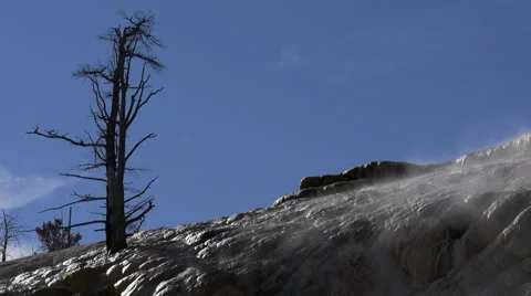 Dead Tree and Flowing Water at Mammoth Hot Springs in Yellowstone National Park Video stock 42155560