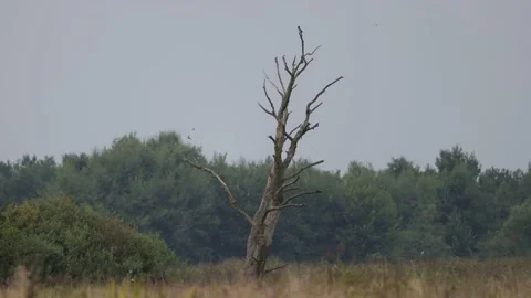 Dead tree and flying birds in the background, 4K slomo Stock Footage 169784924
