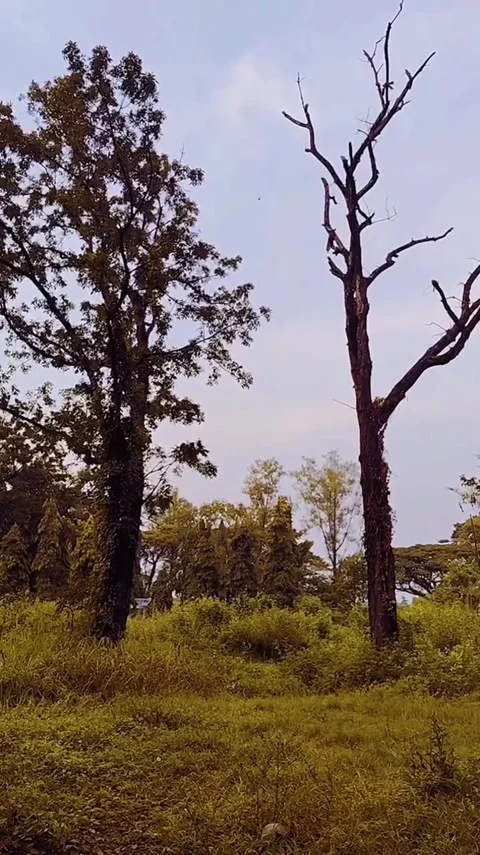Dead Tree and Green Tree in Overcast Landscape Video stock 341629036