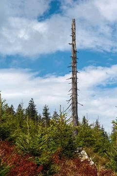 Dead tree and growing young living trees, National Park Bohemian Forest Stock Photos