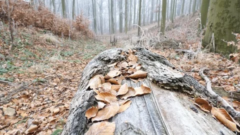 Dead tree and leaves, Czech Republic - 4K 50p Stock Footage 124848679