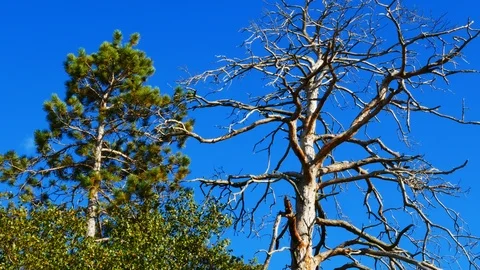A dead tree and a live tree standing next to each other with blue sky Stock Footage 126939371