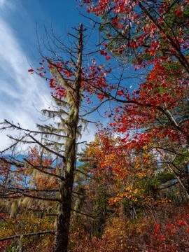 Dead tree and maple leaf in the woods 写真素材