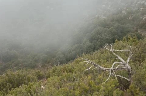 Dead tree and mediterranean forest in the fog. Stock Photos