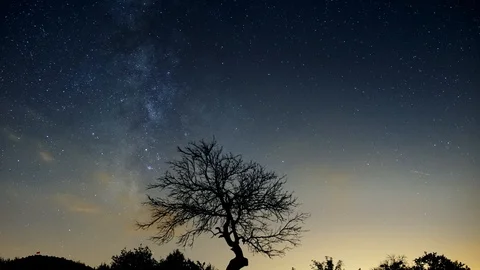DEAD TREE AND MILKY WAY TIME LAPSE Stock Footage 119607254