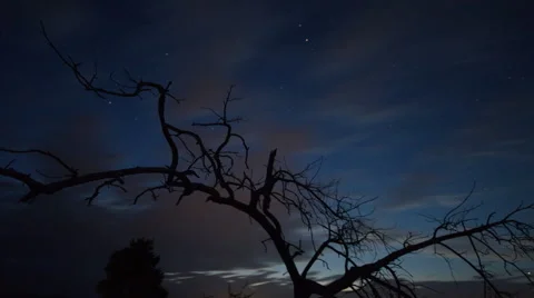 Dead Tree And Night Sky Stock Footage 45618493