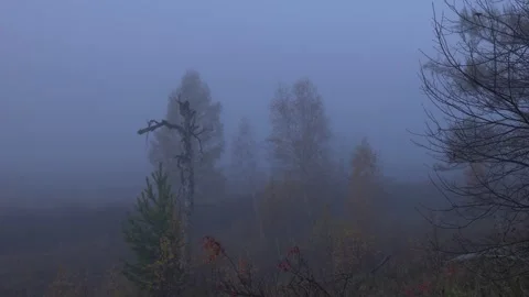 Dead tree and pine. Another angle. Alkhanay National Park, Siberia Stock Footage 269403330