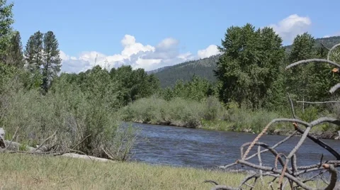 Dead Tree and River Stock Footage 50721452