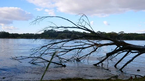 Dead tree and river Stock Footage 91354977