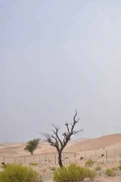 Dead tree and sand dunes in the background.Global warming concept. Stock Photos
