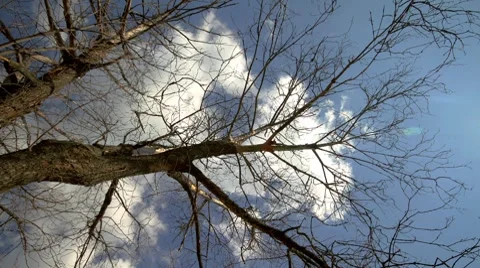 Dead tree and sky. Video stock 8603681