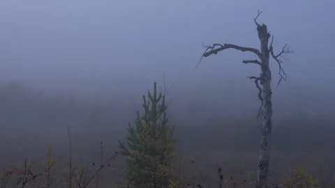 Dead tree and young pine in the fog in Siberian forest. Alkhanay National Park Video stock 269403309
