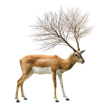 Dead tree antler on deer Stock Photos