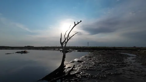 Dead tree in an area contaminated with oil and fuel oil waste Stock Footage 277169900