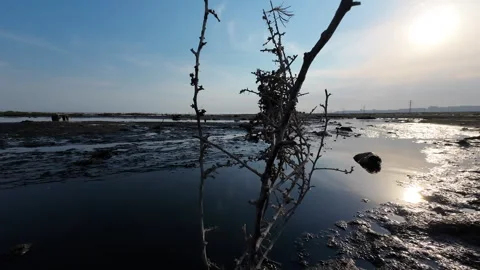 Dead tree in an area contaminated with oil and fuel oil waste Stock Footage 277170660