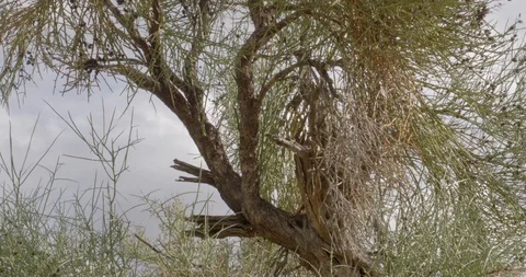 Dead tree in the Arizona desert Stock Footage 101068482