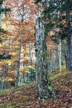 Dead tree in the autumn deciduous forest, colorful seasonal natural scenery 스톡 사진