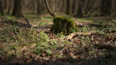 Dead tree autumn leaves in the forest beauty sunshine panning 4k closeup Stock Footage 269207410