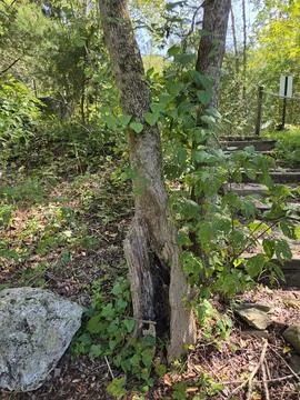 Dead Tree Back Off Stock Photos