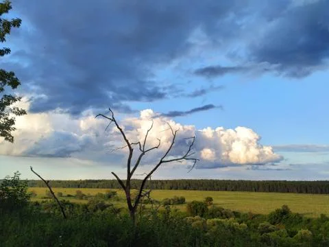 Dead tree on background of dark blue and white clouds over fields, smart Stock Photos