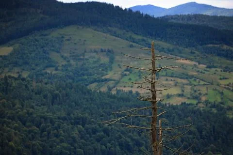 A dead tree on the background of a mountain slope Stock Photos