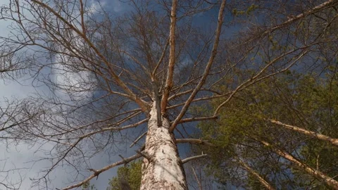 Dead Tree on the Background of Rolling Clouds, Bottom View. Concept: Global Stock Footage 163824147