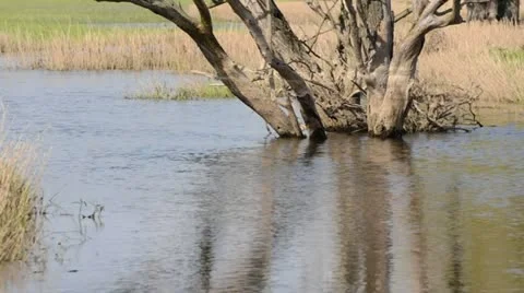 Dead tree at a backwater of Oder River, Unteres Odertal National Park, Germany Stock Footage 12678275