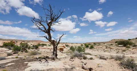 Dead Tree in Badlands Wilderness Landscape Primal Savage Time Lapse Stock Footage 50032986