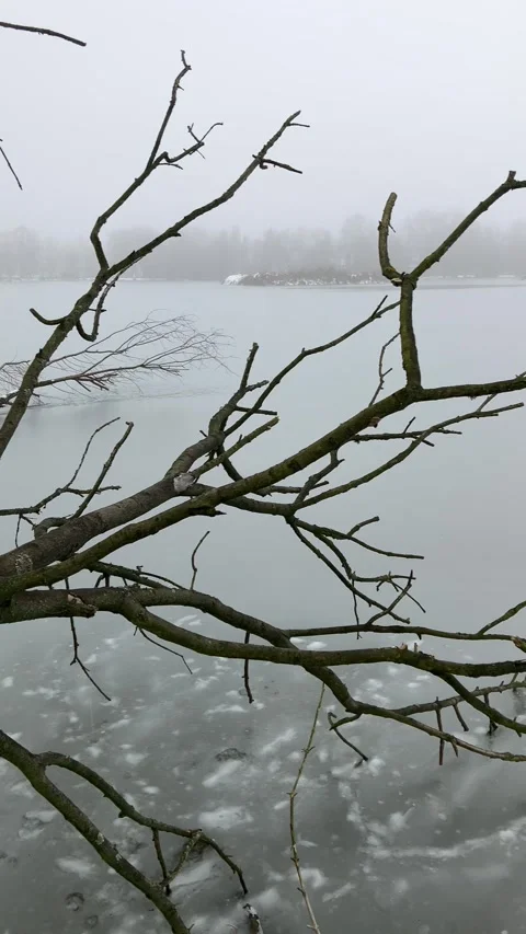 Dead tree with bare branches lying in the frozen water Video stock 323140204