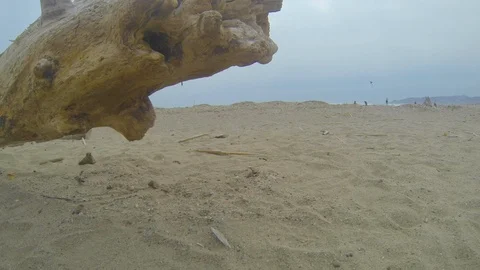 Dead tree bark on the beach Stock Footage 107879861