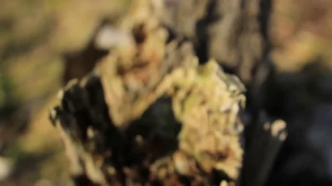 Dead tree bark Stock Footage 75070678