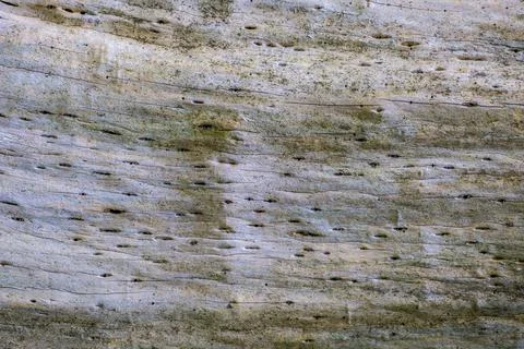 Dead tree bark less closeup Stock Photos