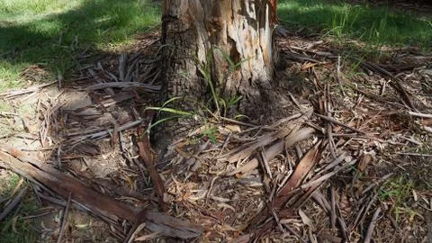 Dead Tree Bark 스톡 사진