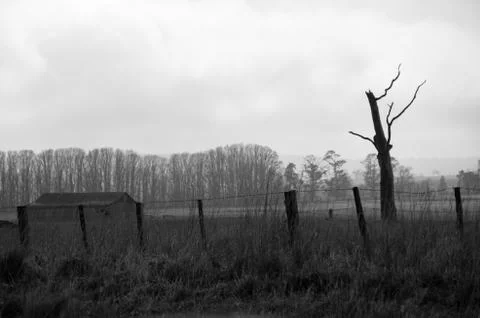 Dead Tree &amp; Barn in a Field (B&amp;W) Stock Photos