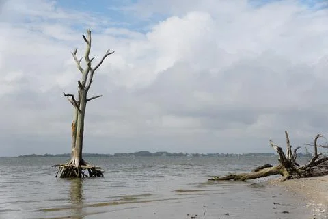 A dead tree by the beach and shallow water near Assateague Island, Maryland,  Stock Photos