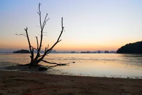 A dead tree on the beach and sky in the morning Stock Photos