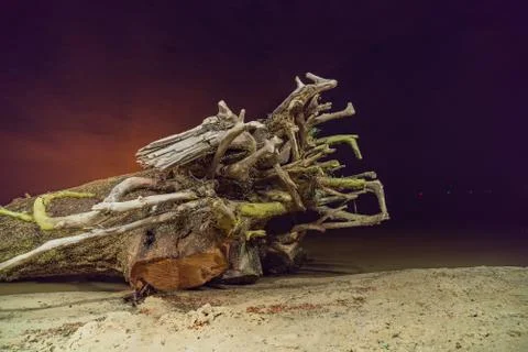 Dead tree on a beach at night. Stock Photos
