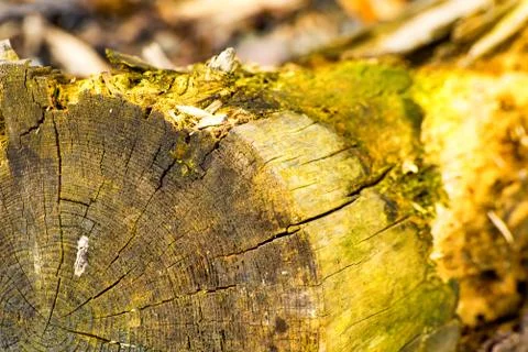 A dead Tree at the Beach Stock Photos