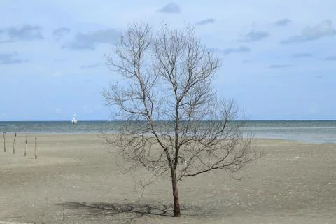 Dead tree on the beach Foto stock