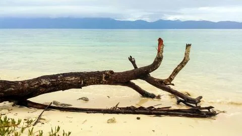Dead Tree at the Beach Foto stock