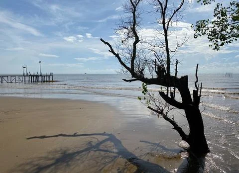 Dead tree on beach Stock Photos