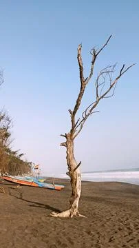 Dead tree on the beach Stock Photos